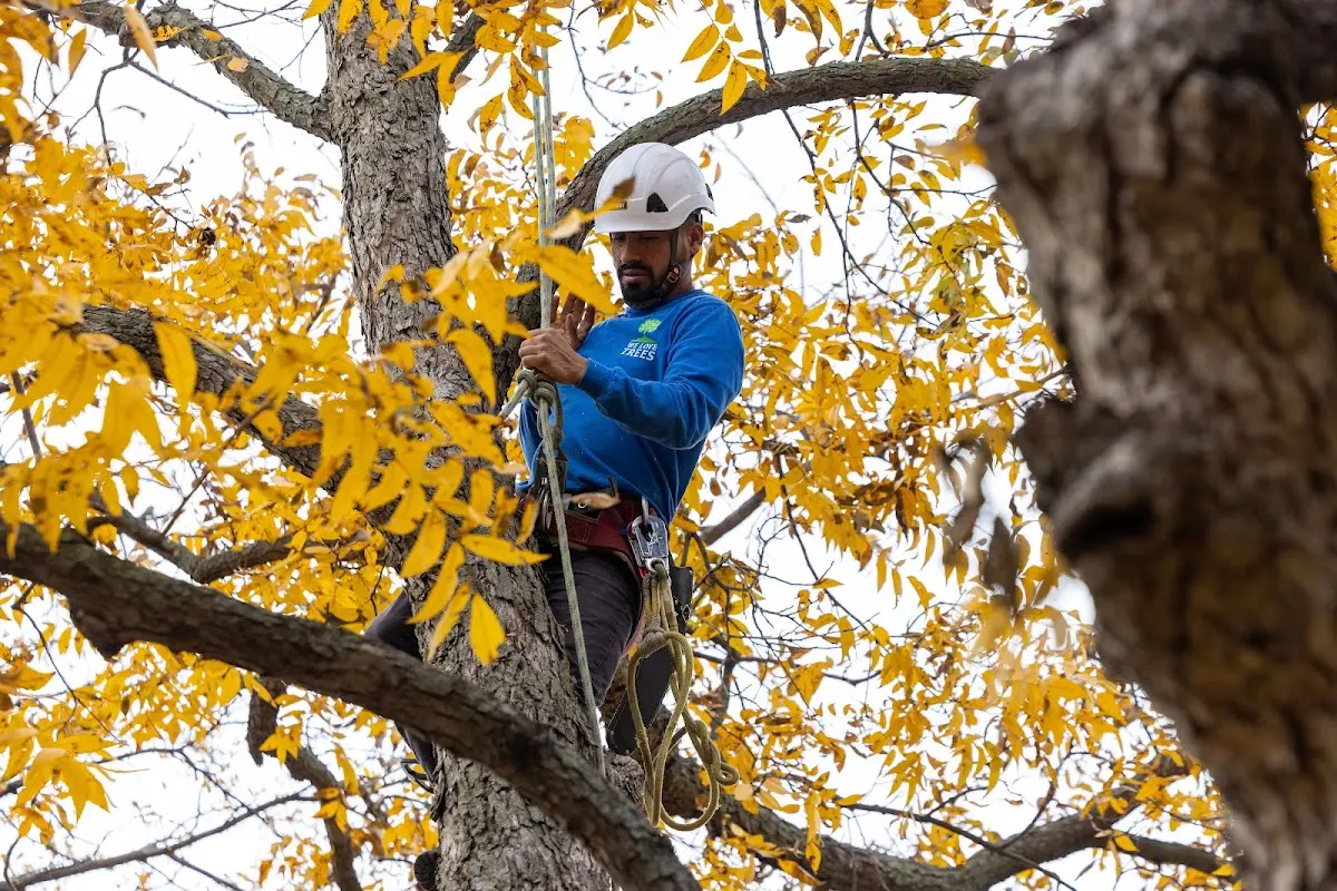 Skilled Tree Pruning crew working in Brooklyn